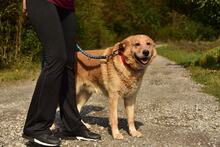 TEDY, Hund, Mischlingshund in Slowakische Republik - Bild 10