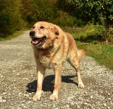 TEDY, Hund, Mischlingshund in Slowakische Republik - Bild 2