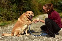 TEDY, Hund, Mischlingshund in Slowakische Republik - Bild 3