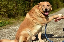 TEDY, Hund, Mischlingshund in Slowakische Republik - Bild 4