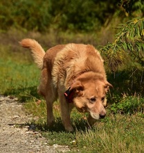 TEDY, Hund, Mischlingshund in Slowakische Republik - Bild 6