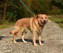 TEDY, Hund, Mischlingshund in Slowakische Republik - Bild 7