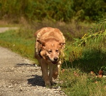 TEDY, Hund, Mischlingshund in Slowakische Republik - Bild 8