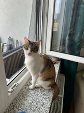 LOLA, Katze, Europäisch Kurzhaar in Heilbronn