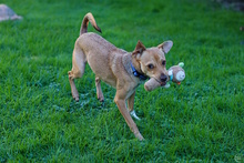 MARSHALL, Hund, Pinscher-Mix in Würselen