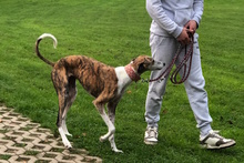 MARTINA, Hund, Galgo Español in Hameln