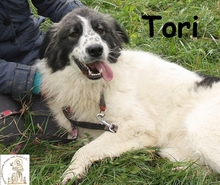 TORI, Hund, Mischlingshund in Bosnien und Herzegowina