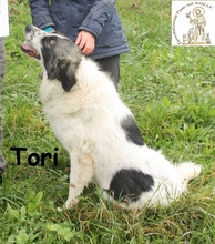 TORI, Hund, Mischlingshund in Bosnien und Herzegowina - Bild 3