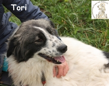 TORI, Hund, Mischlingshund in Bosnien und Herzegowina - Bild 4