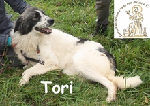 TORI, Hund, Mischlingshund in Bosnien und Herzegowina - Bild 5