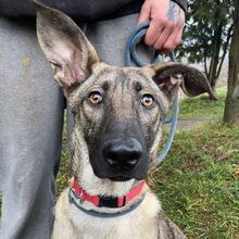 GIN, Hund, Deutscher Schäferhund-Mix in Slowakische Republik