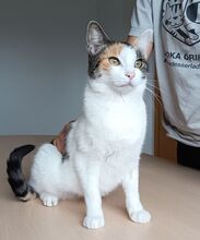 ARKANA, Katze, Europäisch Kurzhaar in Spanien - Bild 6