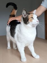 ARKANA, Katze, Europäisch Kurzhaar in Spanien - Bild 7