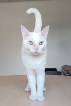 ULISES, Katze, Europäisch Kurzhaar in Spanien - Bild 7