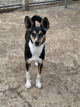 BAMBI, Hund, Mischlingshund in Ungarn - Bild 10