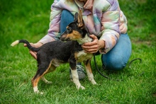 BAMBI, Hund, Mischlingshund in Ungarn - Bild 11