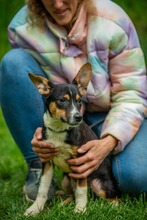 BAMBI, Hund, Mischlingshund in Ungarn - Bild 12