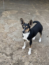 BAMBI, Hund, Mischlingshund in Ungarn - Bild 7