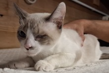 LUCINA, Katze, Siam-Mix in Italien - Bild 7