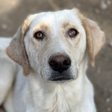 ZINARA, Hund, Mischlingshund in Griechenland - Bild 1