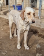 ZINARA, Hund, Mischlingshund in Griechenland - Bild 11