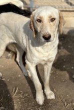 ZINARA, Hund, Mischlingshund in Griechenland - Bild 2