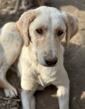 ZINARA, Hund, Mischlingshund in Griechenland - Bild 3