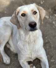 ZINARA, Hund, Mischlingshund in Griechenland - Bild 4