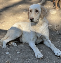 ZINARA, Hund, Mischlingshund in Griechenland - Bild 7