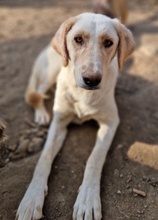 ZINARA, Hund, Mischlingshund in Griechenland - Bild 9