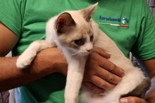 LUCIA, Katze, Siam-Mix in Italien