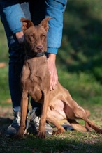 GUDI, Hund, Mischlingshund in Ungarn