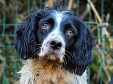 MATEO, Hund, Bretonischer Spaniel in Spanien - Bild 1