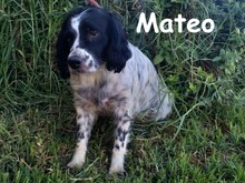 MATEO, Hund, Bretonischer Spaniel in Spanien - Bild 10