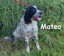 MATEO, Hund, Bretonischer Spaniel in Spanien - Bild 11