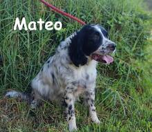 MATEO, Hund, Bretonischer Spaniel in Spanien - Bild 12