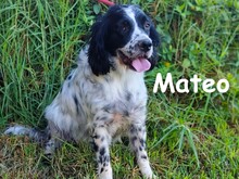 MATEO, Hund, Bretonischer Spaniel in Spanien - Bild 2