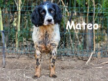 MATEO, Hund, Bretonischer Spaniel in Spanien - Bild 3