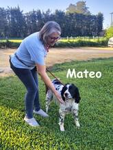 MATEO, Hund, Bretonischer Spaniel in Spanien - Bild 4