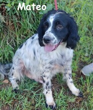 MATEO, Hund, Bretonischer Spaniel in Spanien - Bild 5