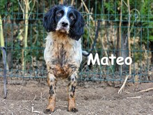 MATEO, Hund, Bretonischer Spaniel in Spanien - Bild 6