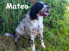 MATEO, Hund, Bretonischer Spaniel in Spanien - Bild 7