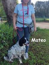 MATEO, Hund, Bretonischer Spaniel in Spanien - Bild 8