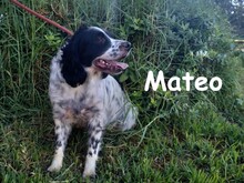 MATEO, Hund, Bretonischer Spaniel in Spanien - Bild 9