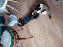 TORO, Katze, Europäisch Kurzhaar in Bulgarien - Bild 10
