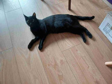 TORO, Katze, Europäisch Kurzhaar in Bulgarien - Bild 9