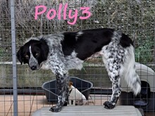 POLLY3, Hund, Mischlingshund in Griechenland - Bild 11