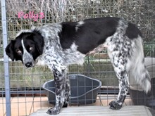 POLLY3, Hund, Mischlingshund in Griechenland - Bild 13