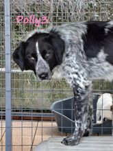 POLLY3, Hund, Mischlingshund in Griechenland - Bild 15