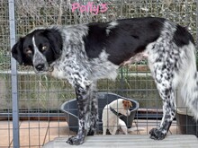 POLLY3, Hund, Mischlingshund in Griechenland - Bild 17